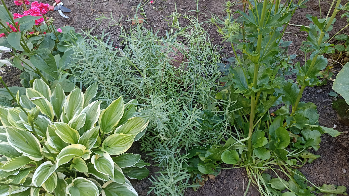 Лаванда из семян в первый год