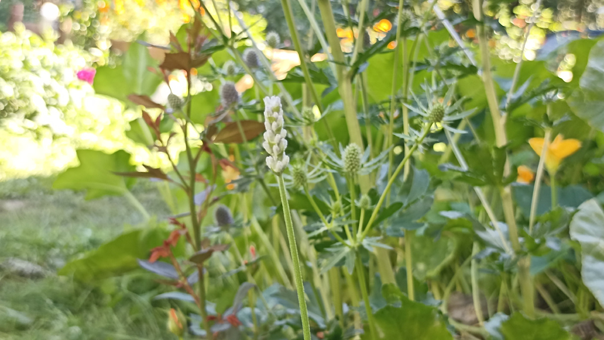 Лаванда 13 сентября