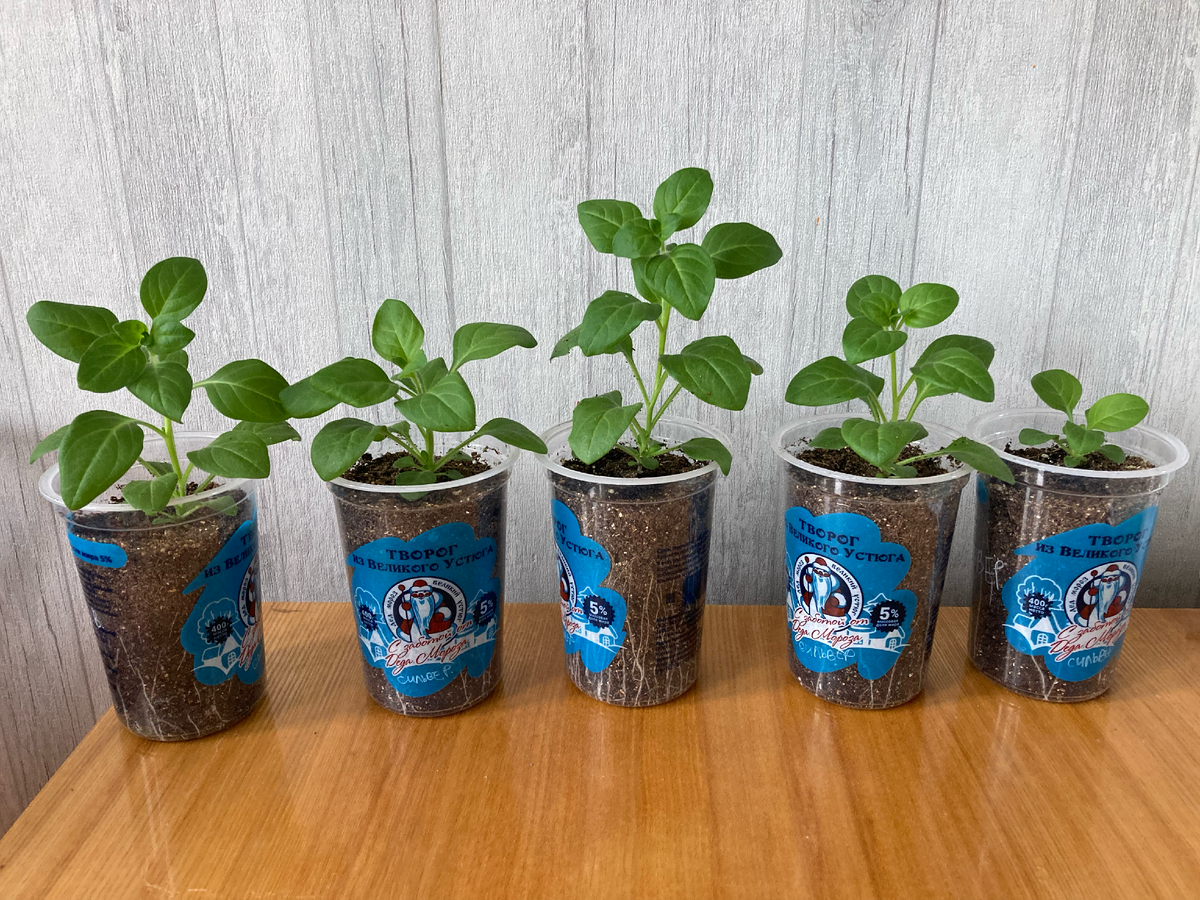 Стоят и ни о чем не подозревают