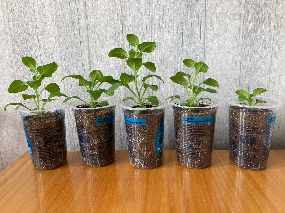 С обратной стороны