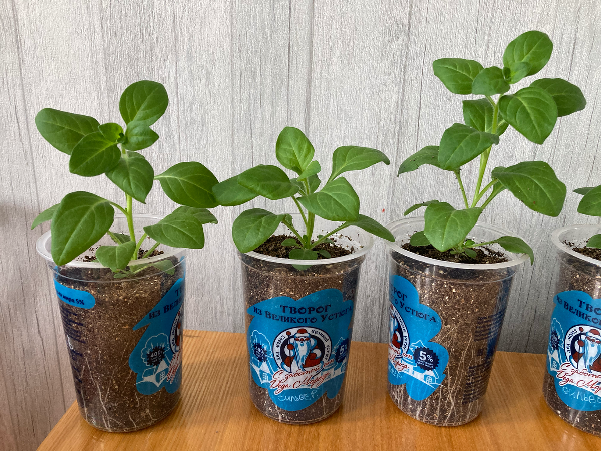 Мы все такие крупные и зеленые, что может пойти не так?