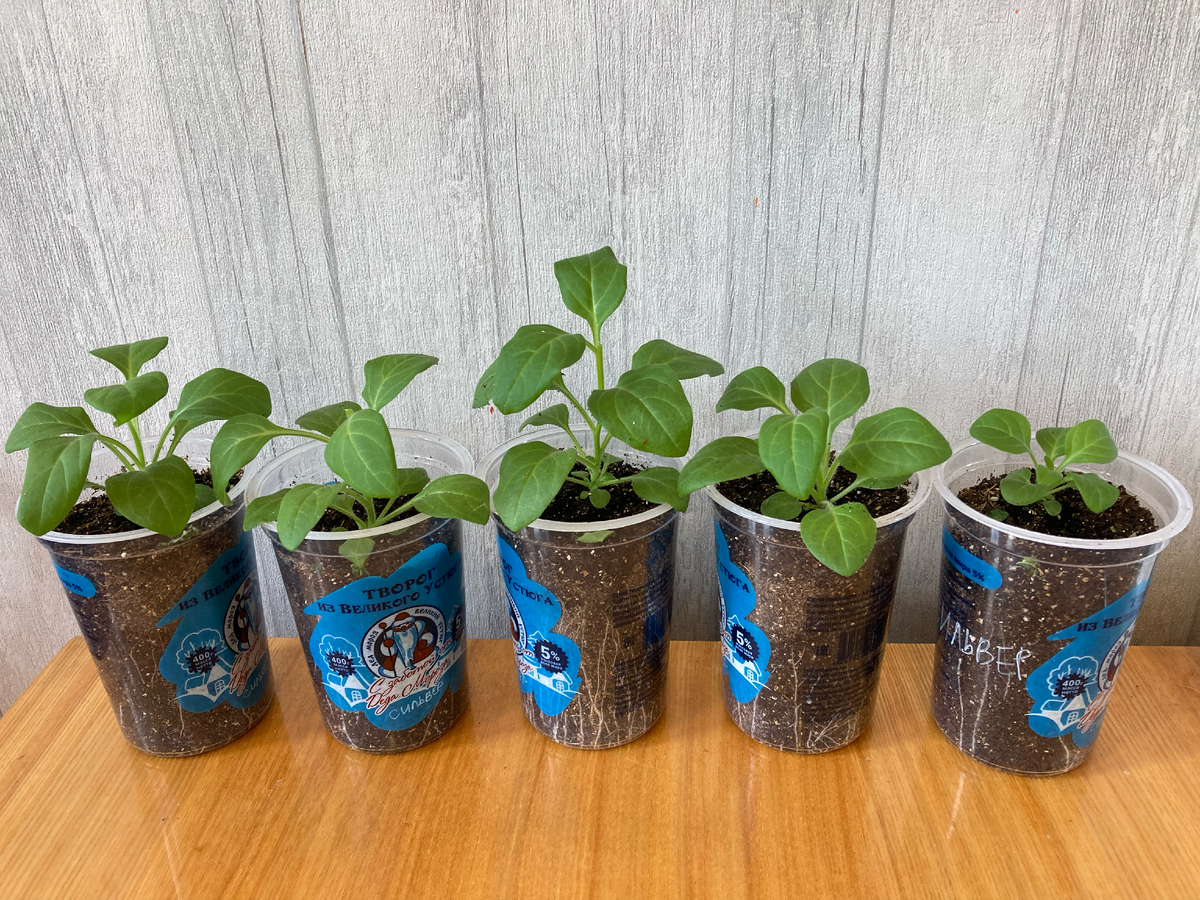 А разговоров то было!