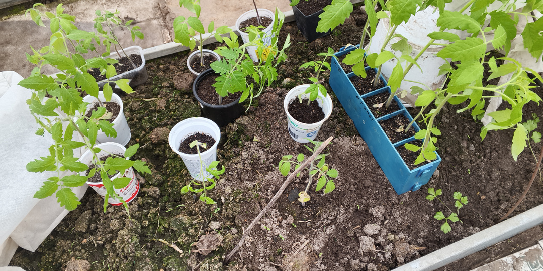 Профилактическая и полезная добавка томату в лунку