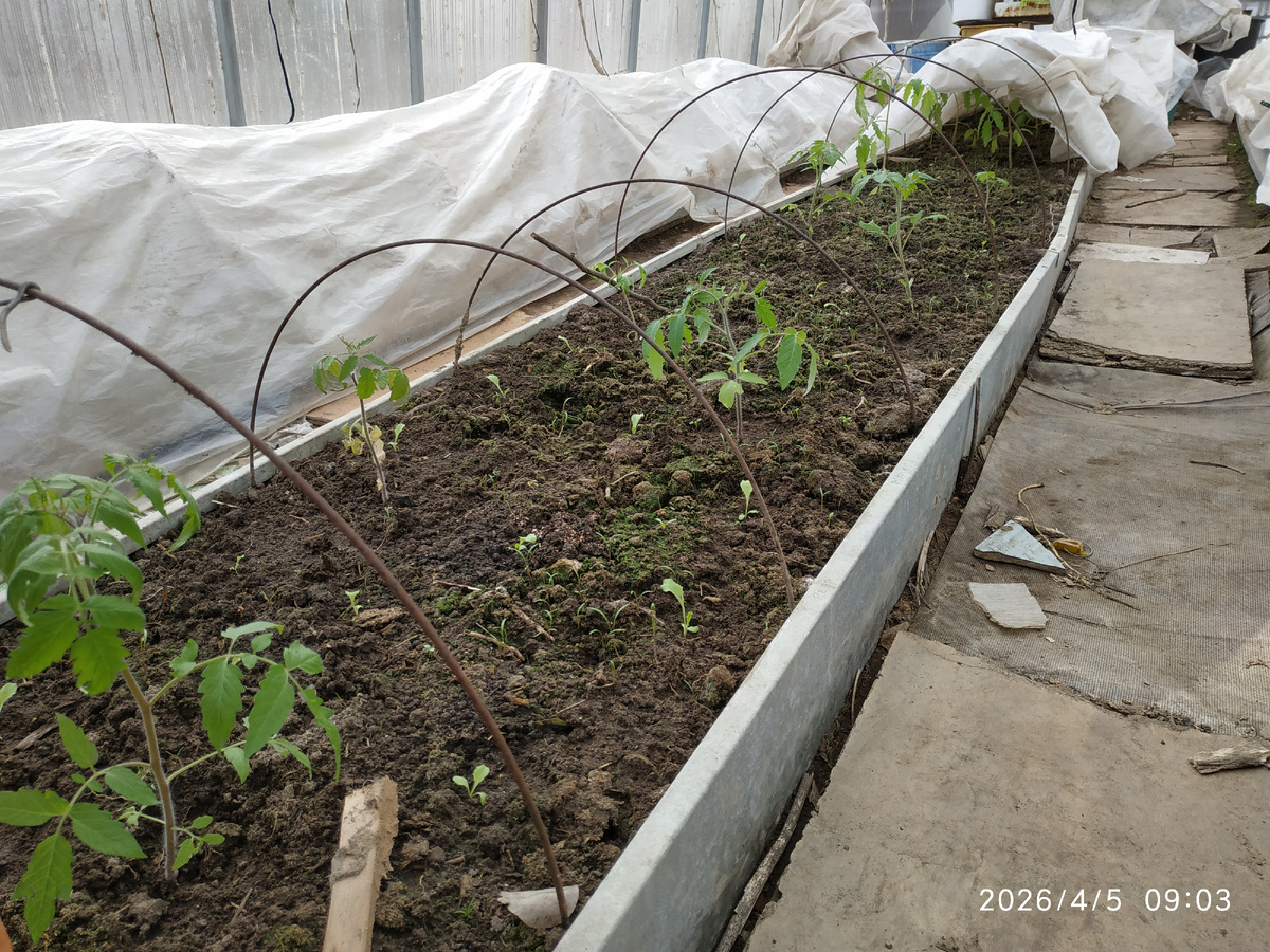 Опытная партия томатов высажена.