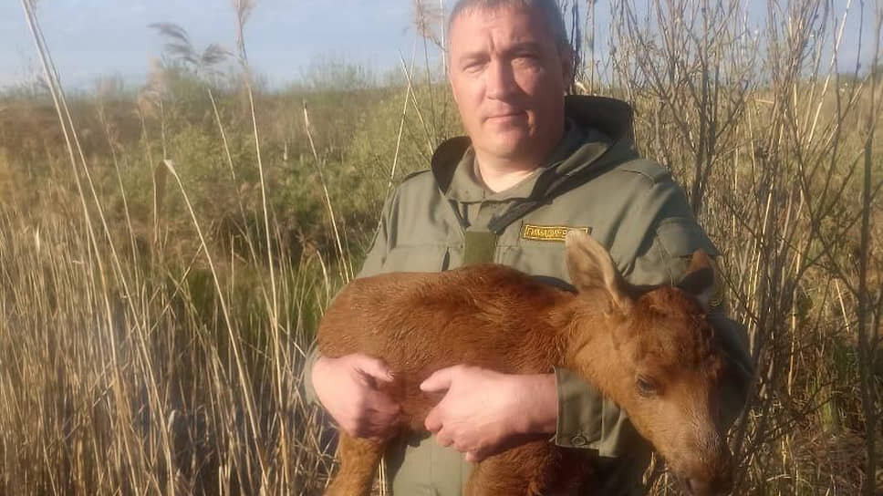 В Зеленодольском районе Татарстана спасли лосенка, застрявшего в болоте.📷Фото: Госкомитет Татарстана по биологическим ресурсам