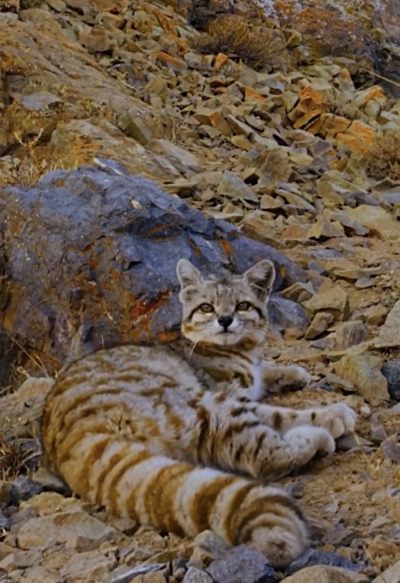 Андская кошка