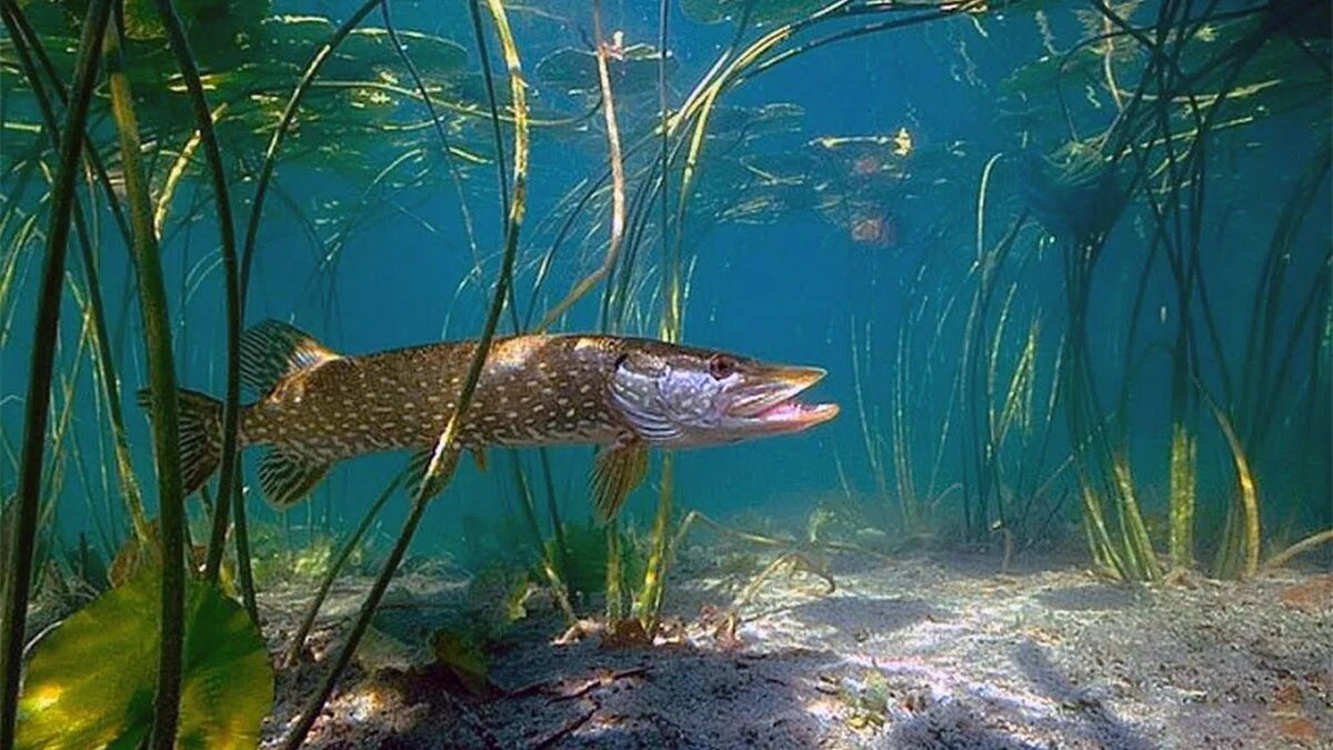 Яндекс Картинки.