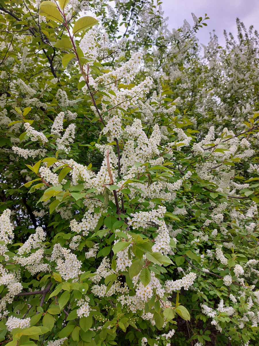 Белое жужжащие облако 