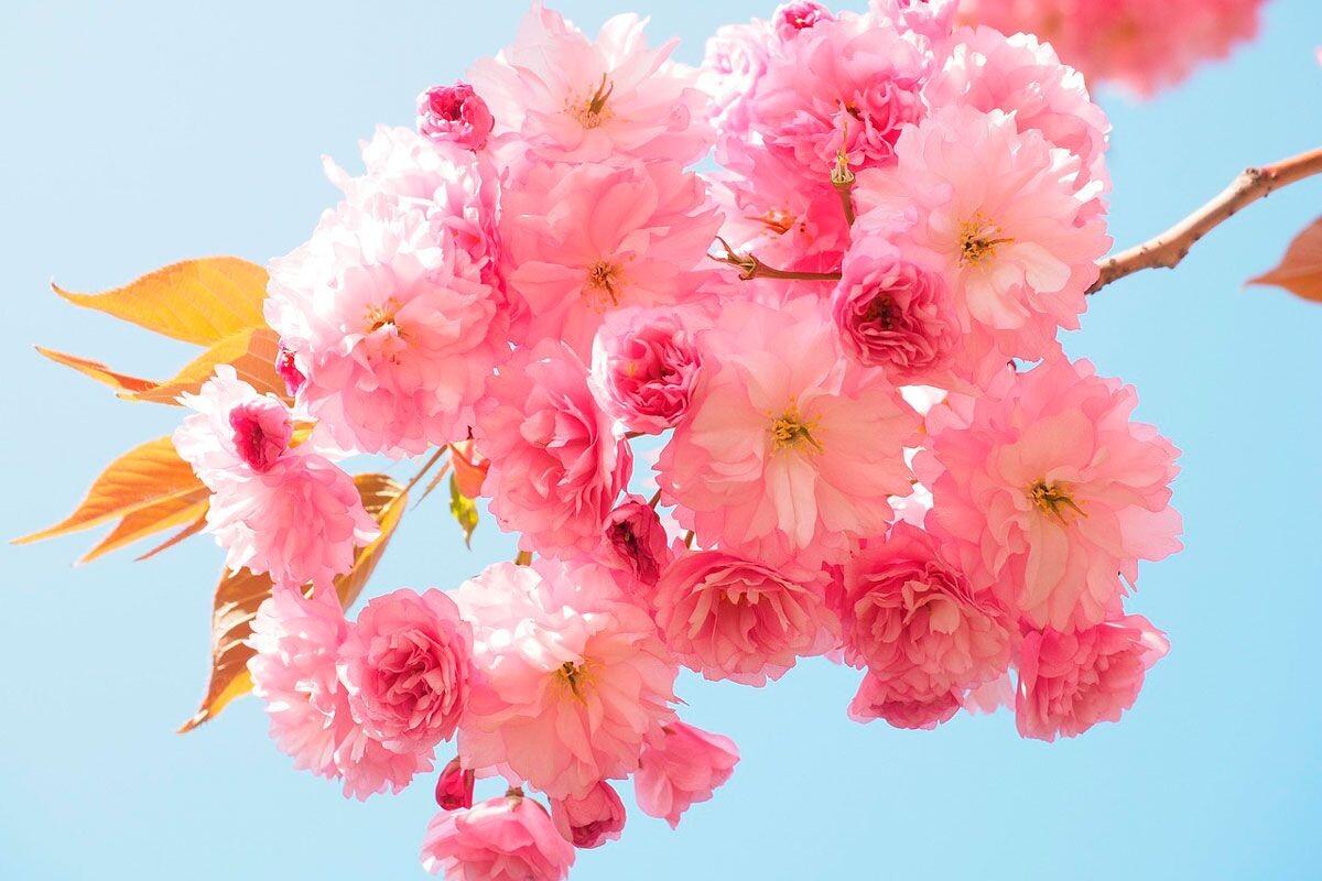    Фото: Hans / Pixabay.com