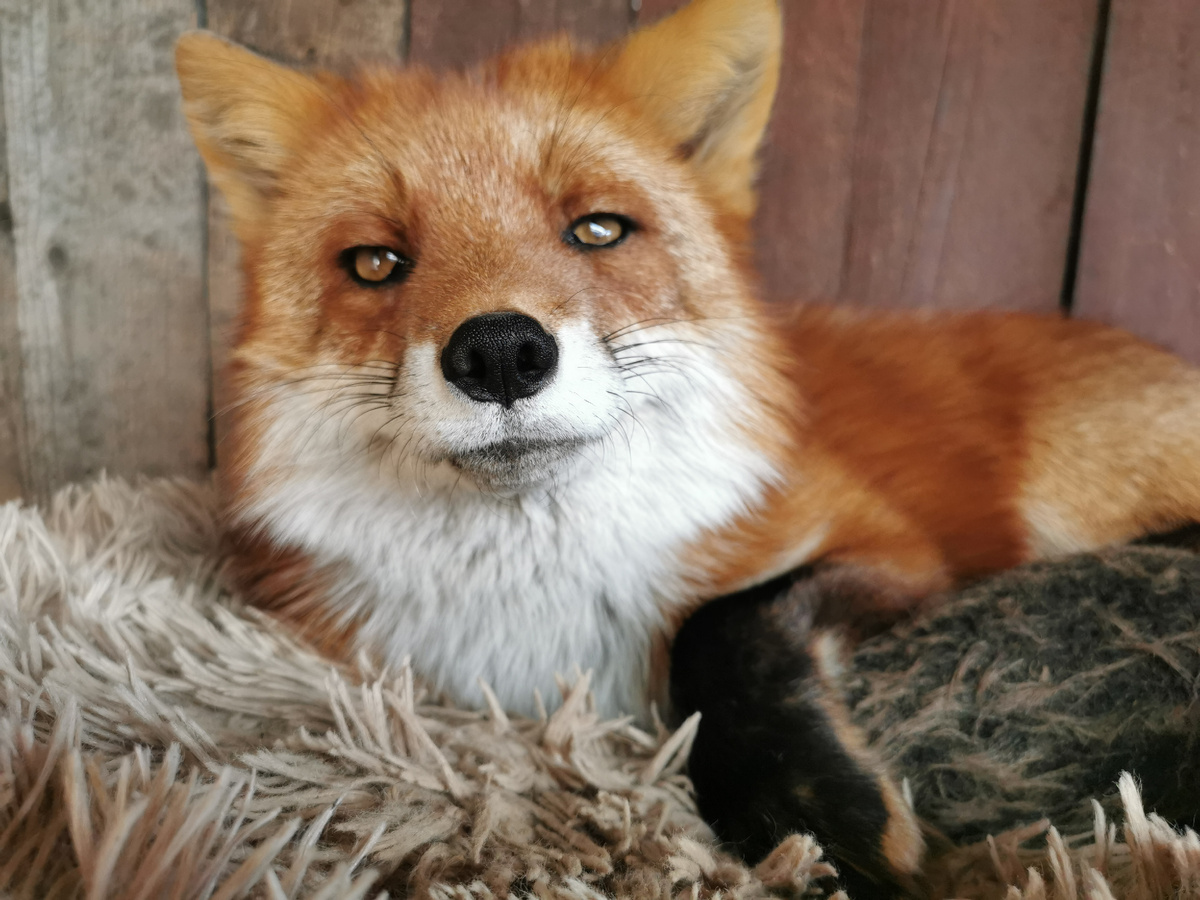 Лиса Василиса