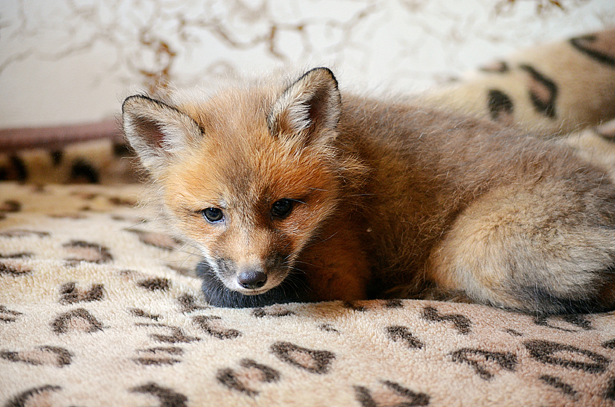 Лис Рик, возраст 47 дней