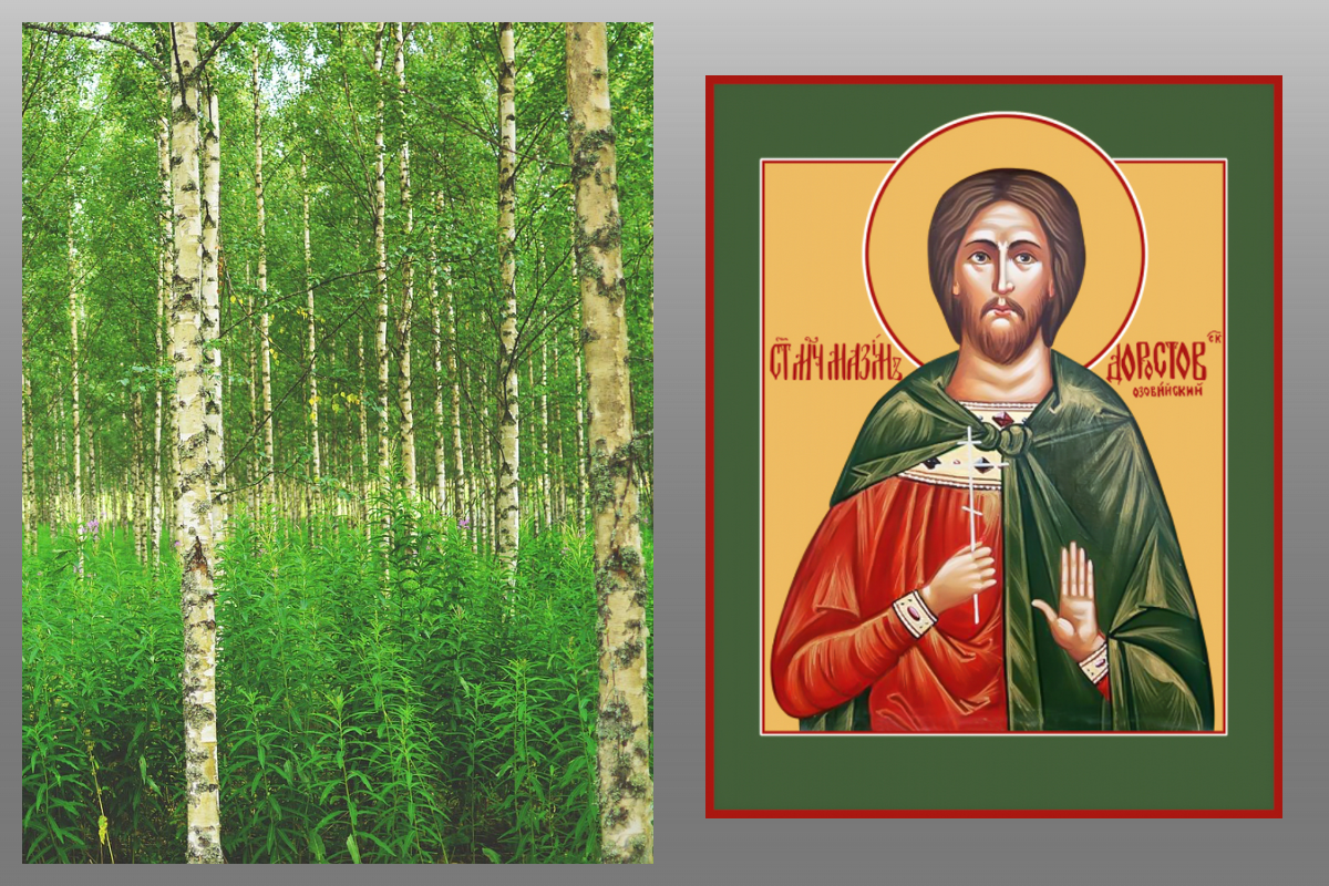 Березы/pixabay.com. Мученик Максим Доростольский, Озовийский/azbuka.ru
