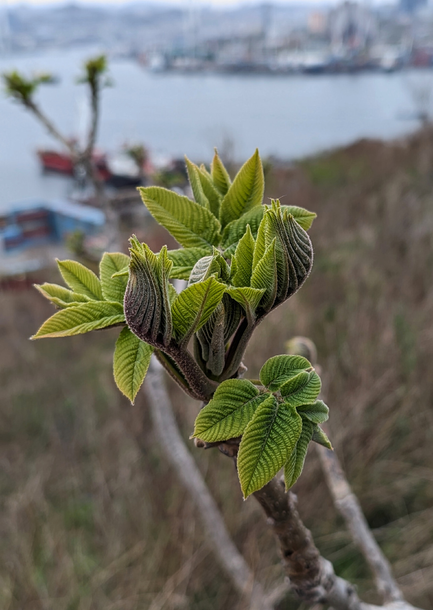 Распускающиеся листья на ветках маньчжурского ореха очень красивы.