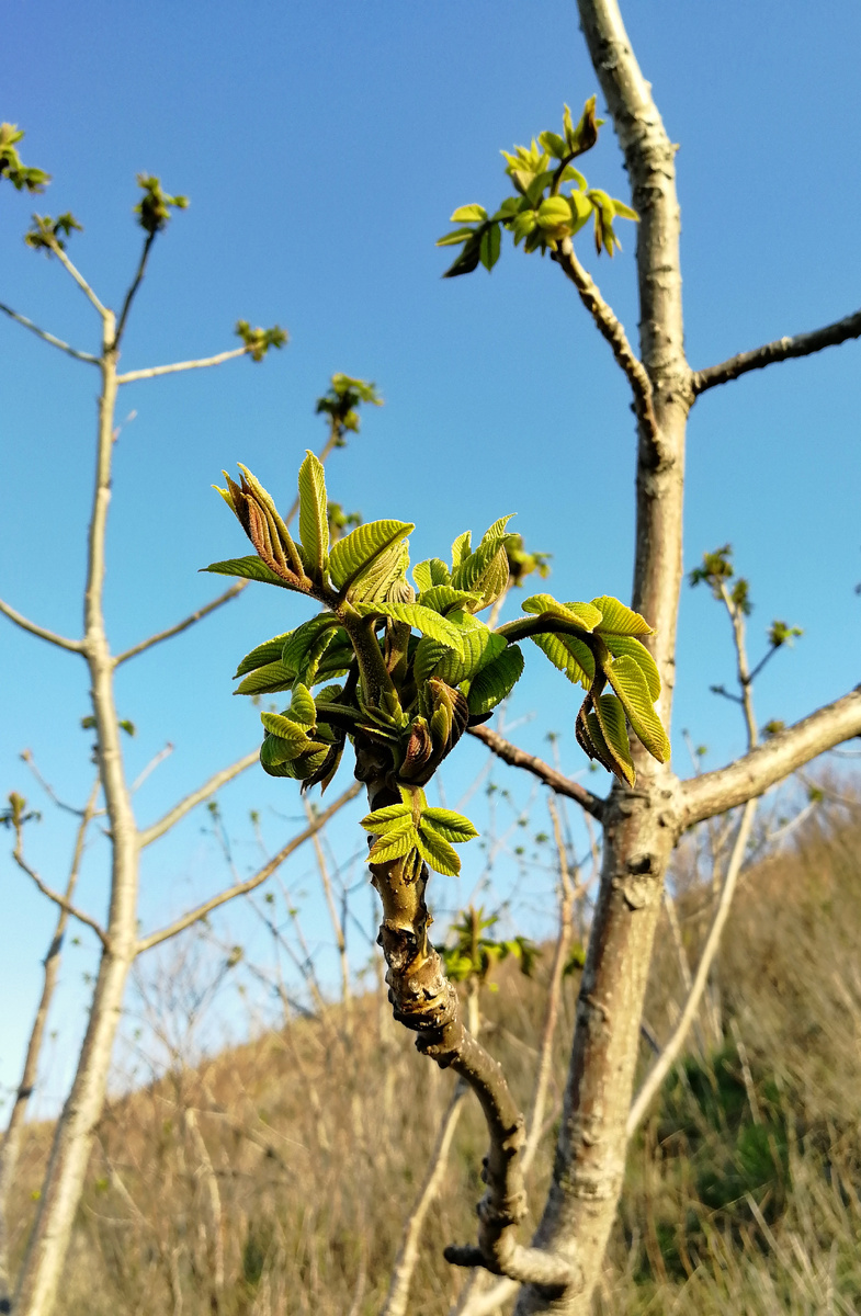 Очарование весны. 