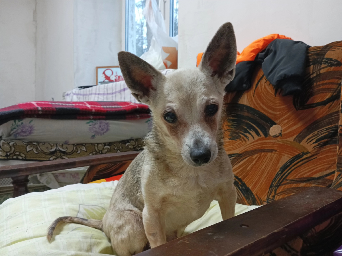 Благо в приюте зеркал нет и себя увидеть малыш не мог.