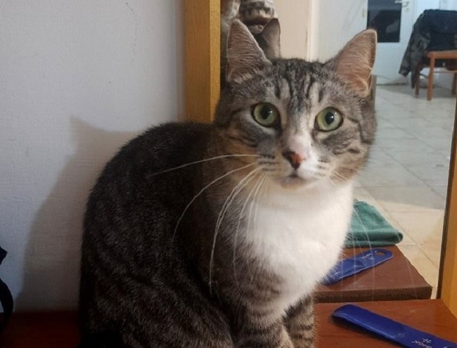 😸Почему кошка ходит за вами по пятам? Секреты пушистого шпиона