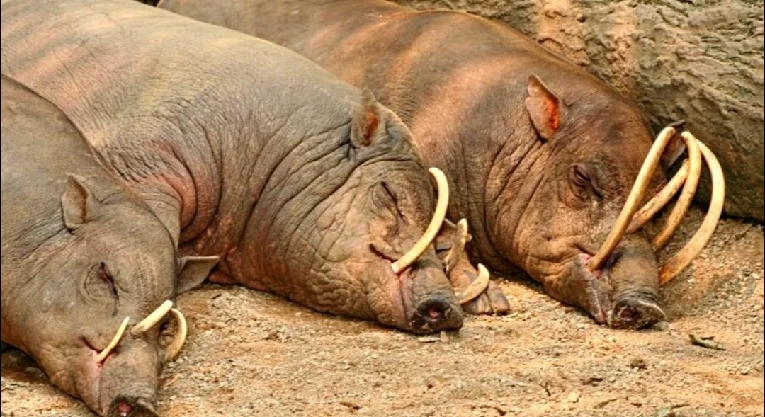 Собрание самоубийц. Если что, они живы. Просто спят.