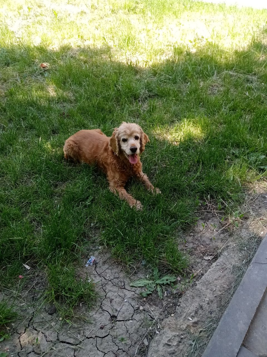Каждые выходные я хожу с собакой в одно и то же место. Это тоже свое рода "Крысиные бега"