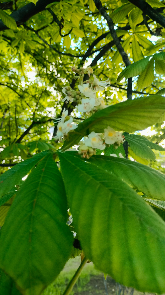 Каштаны зацвели 9 мая. Фото автора.