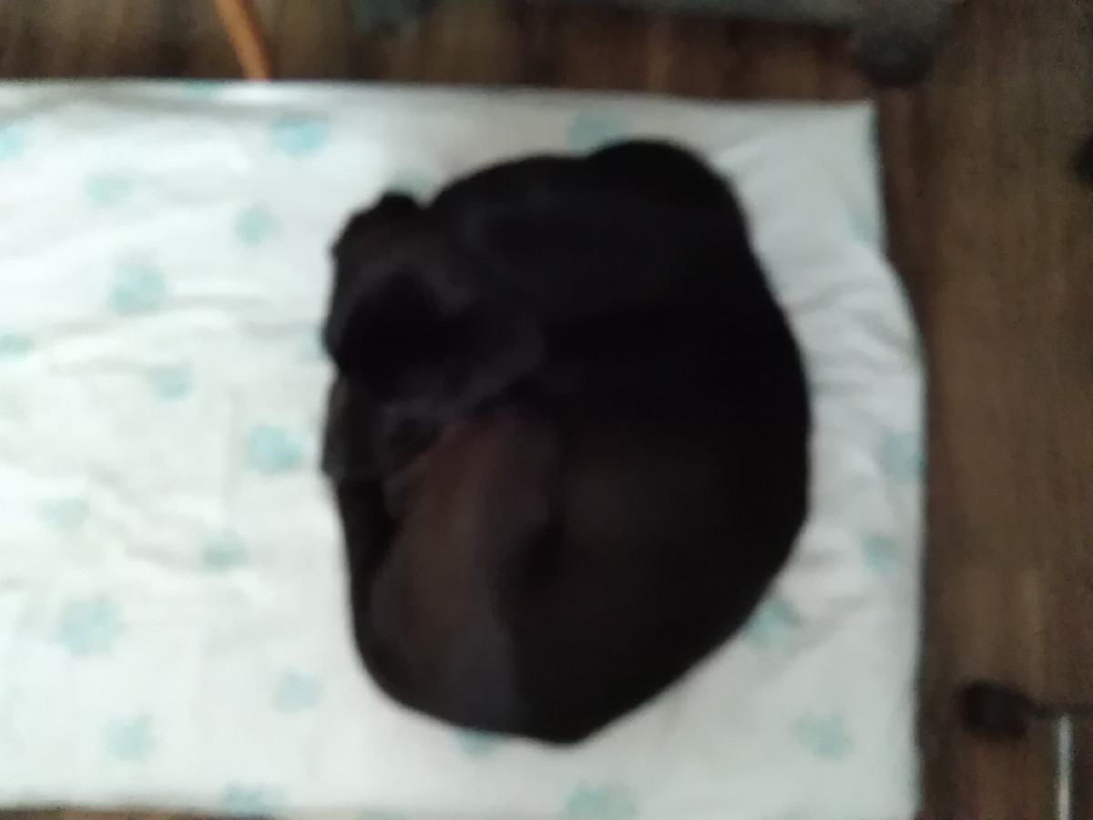 Мой пес Тоник