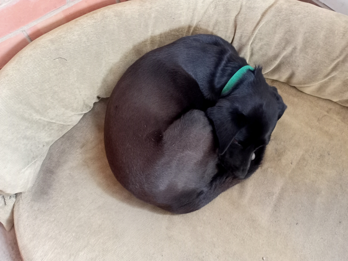 А это Тоник сегодня. У нас холодно и идёт дождь на улице. Поэтому опять клубочком.