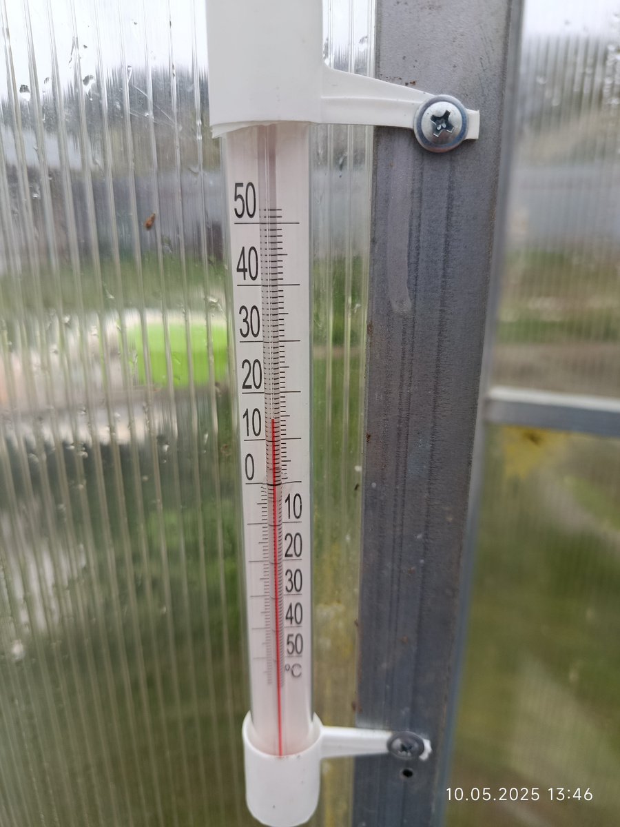 Здесь растут томаты