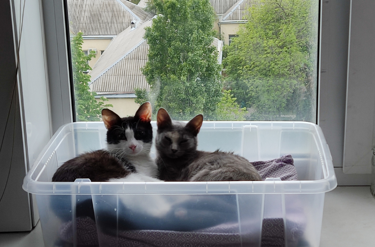 Мои красотули