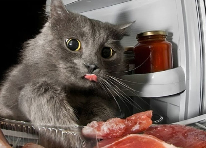 😺Сухой корм или мясо: что выбрать для кошки? Советы для кошатников-новичков