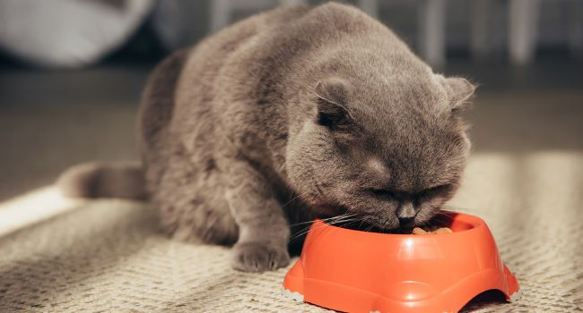 😺Сухой корм или мясо: что выбрать для кошки? Советы для кошатников-новичков