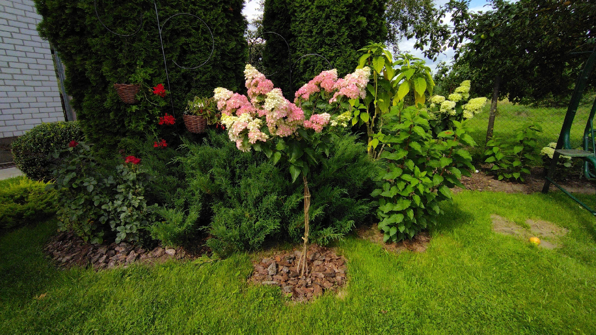 Фрайз Мельба Была укоренена в 2021 году, В 2023 году она уже росла на штамбе. Фото автора