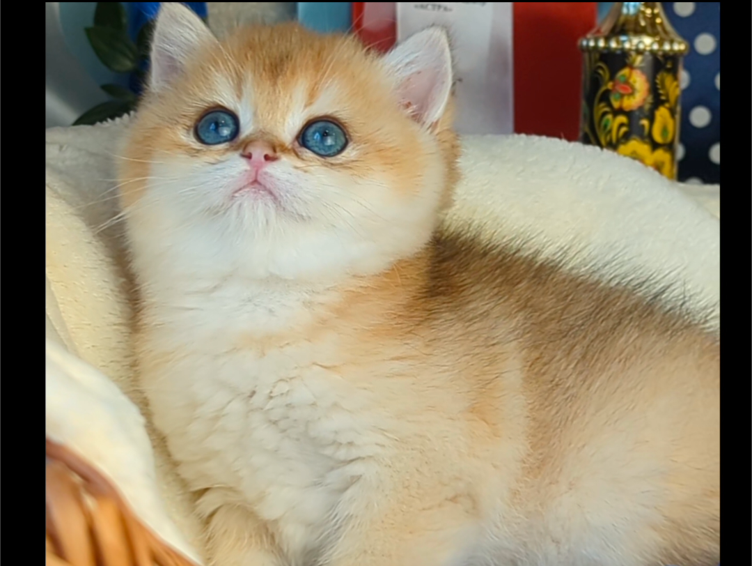 Питомник британских кошек в окрасе золотая шиншилла Al Li MaN. Если вы готовы впустить в свою жизнь пушистое счастье, пиши в ватс апп +79255619580