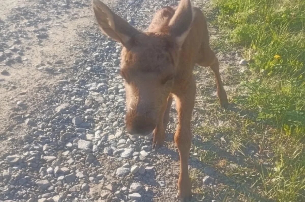    Мама не смогла помочь: в Татарстане спасли тонущего лосёнка