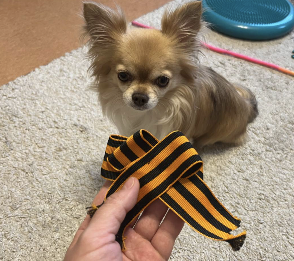 И собака вышеупомянутая в кадре