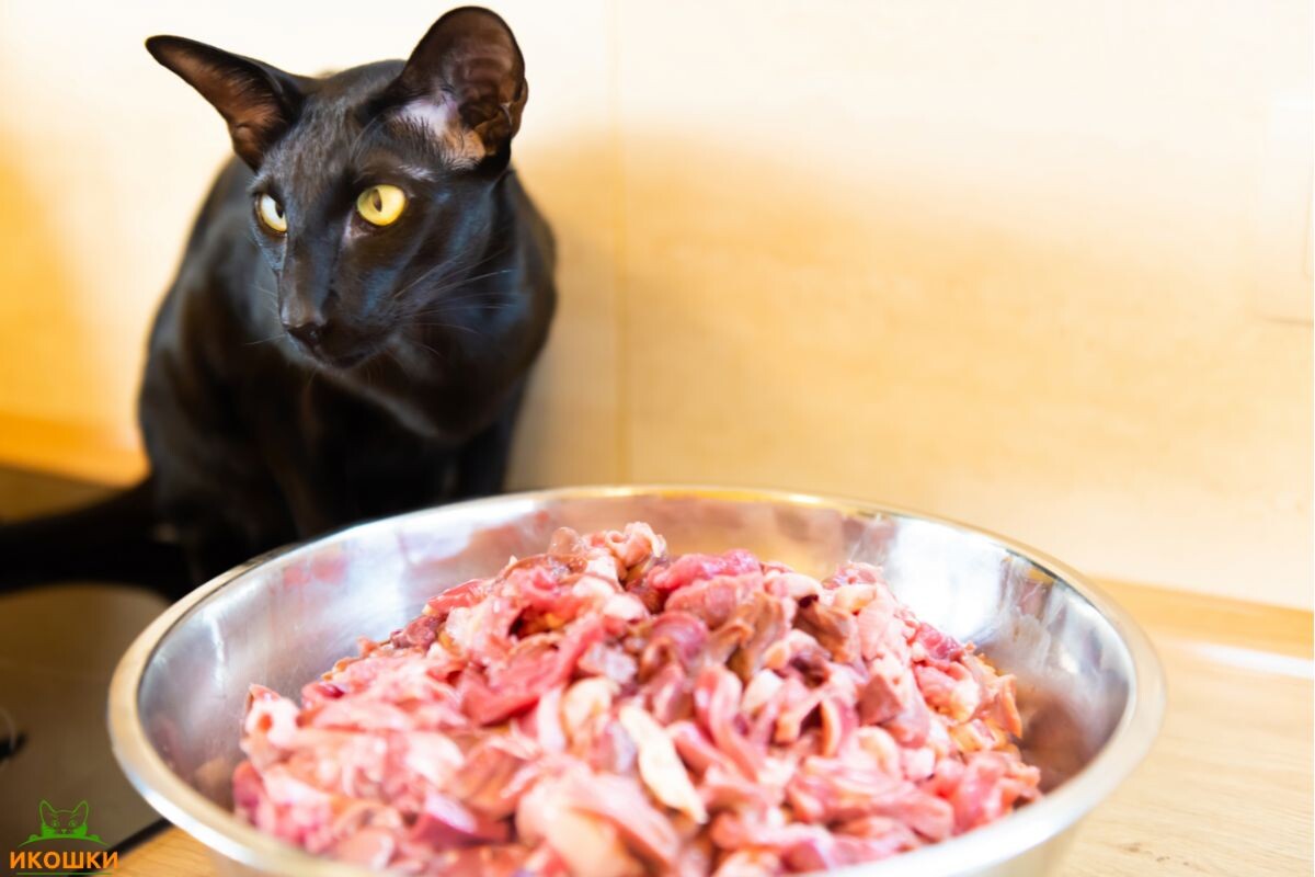 Чёрный кот с мясной миской 
