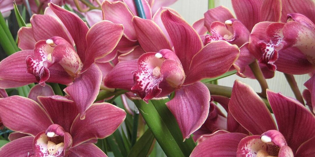 Даже чахлая орхидея выпустит бутоны — вот чем её надо полить