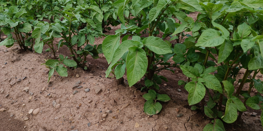 Не хотите сажать картошку? Вот 5 растений, которые её заменят по пользе и витаминам