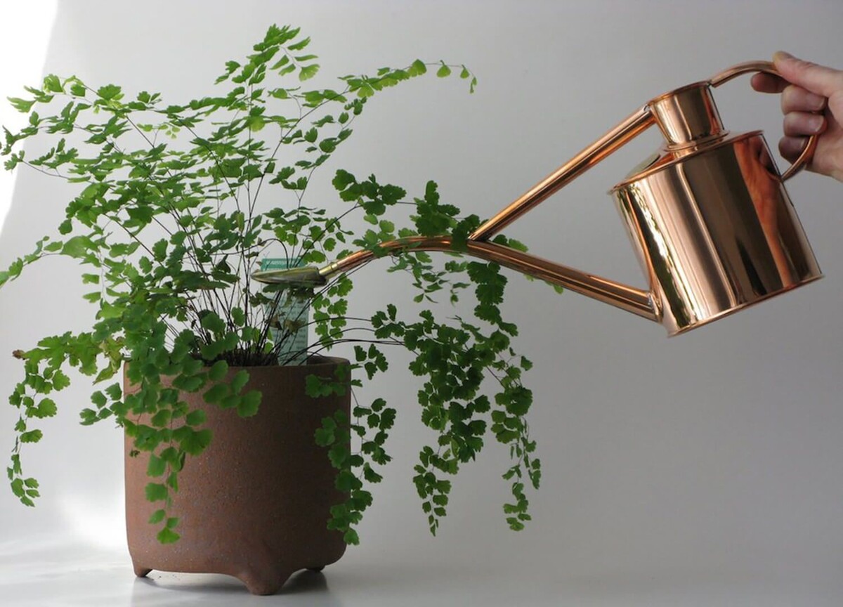 Полив – как любовь: слишком много - задушит, слишком мало – иссушит