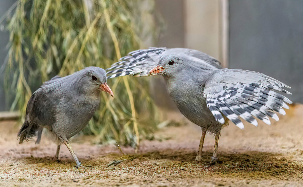 Свадебный танец Кагу