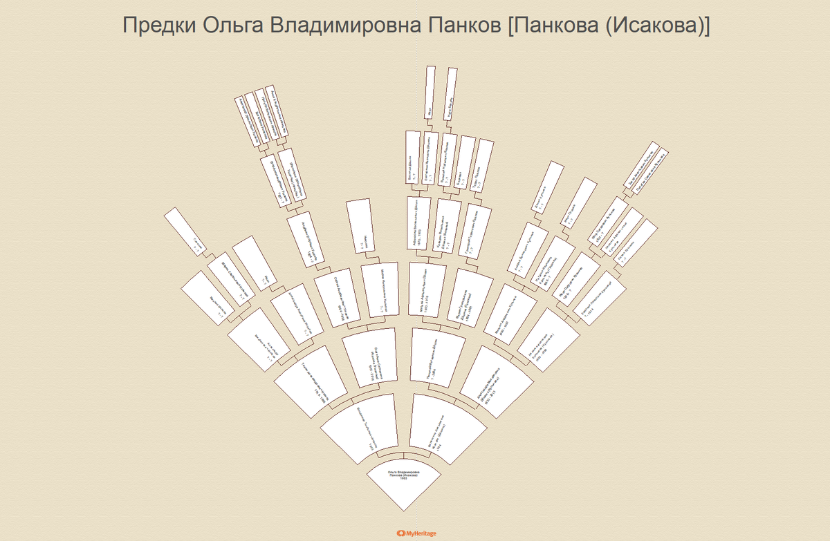 Пример веерного графика в Family Tree Builder