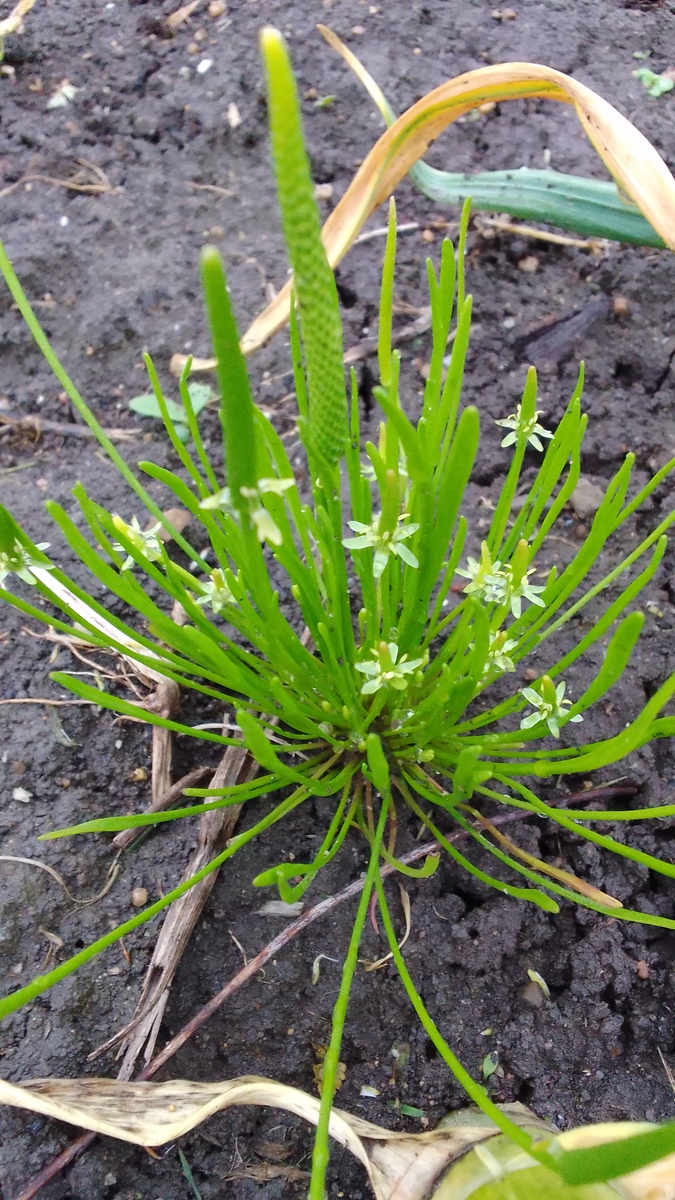 Мышехвостник малый 
