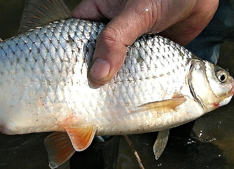 «Это самый нелепый закон». Астраханцам напомнили о запрете лова воблы