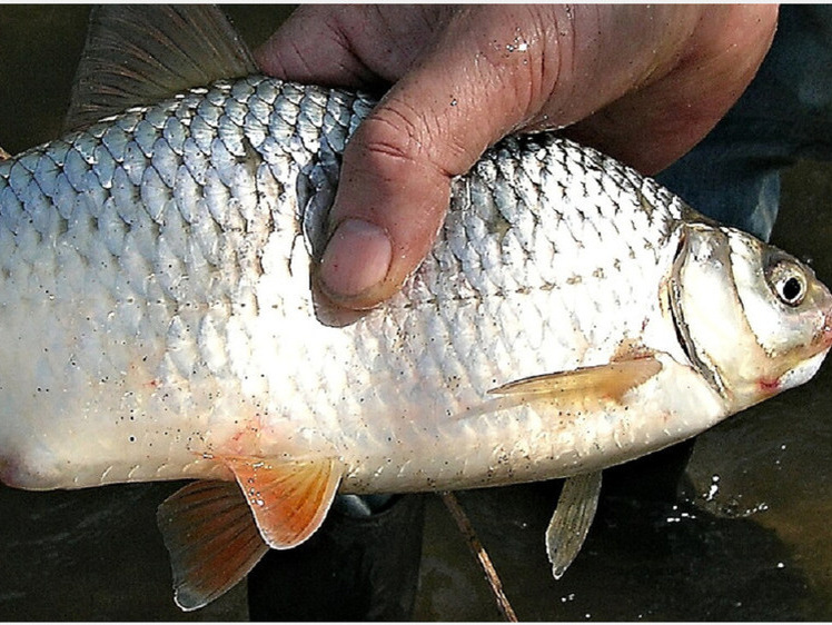     «Живое» серебро скоро станет дороже золота. Фото: supercats-club.ru