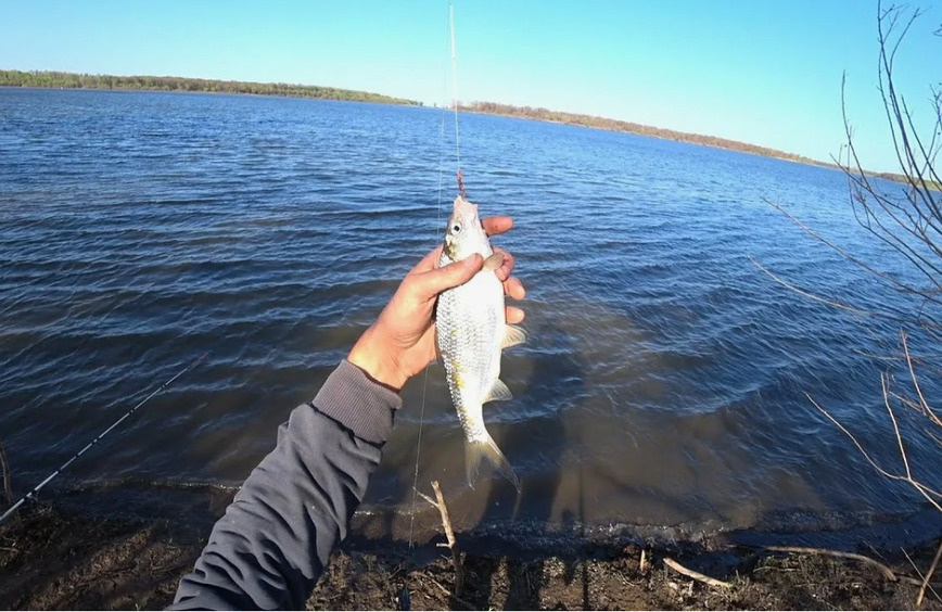     Фото: Астраханская вобла, YouTube