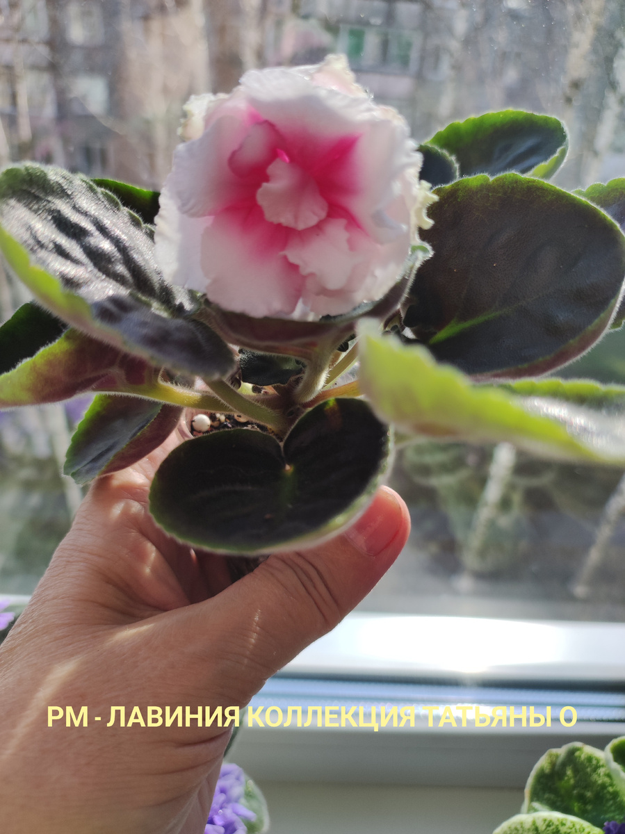 У этой фиалки первое цветение и к моей радости - сортовое!!!