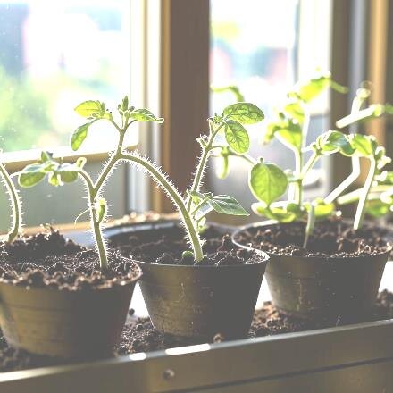 рассаду нужно подкормить 