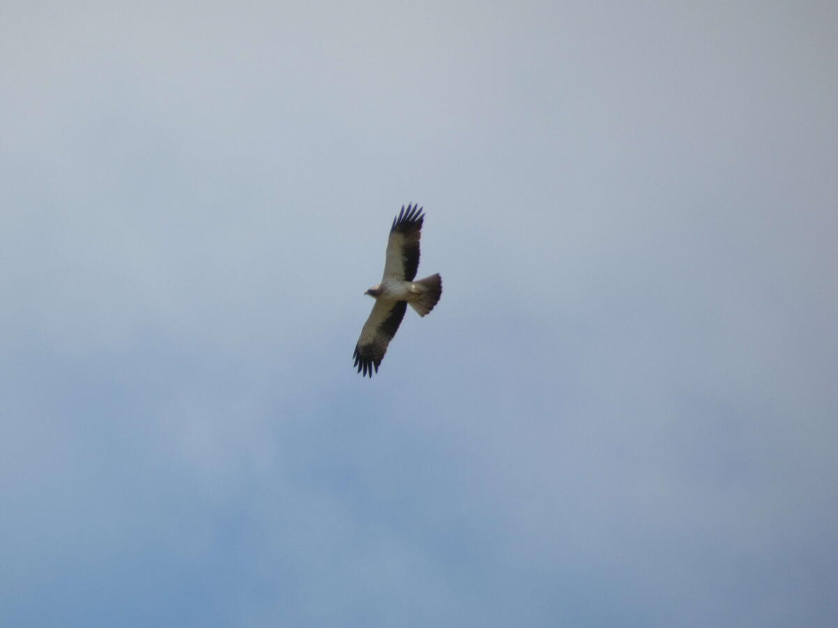 орёл-карлик