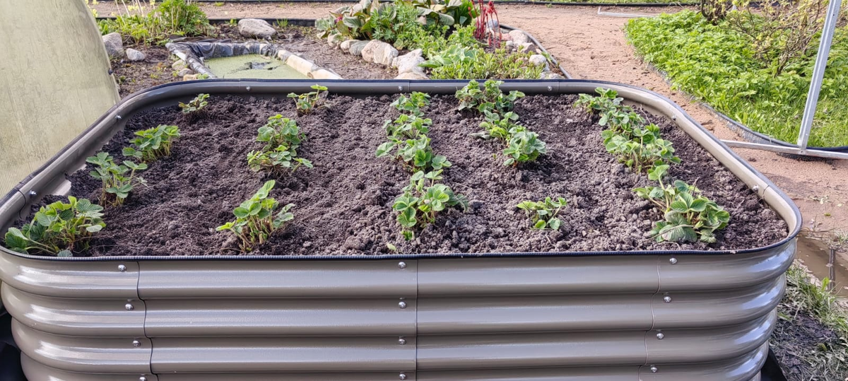 Клубника, посаженная в высокой грядке MILLS