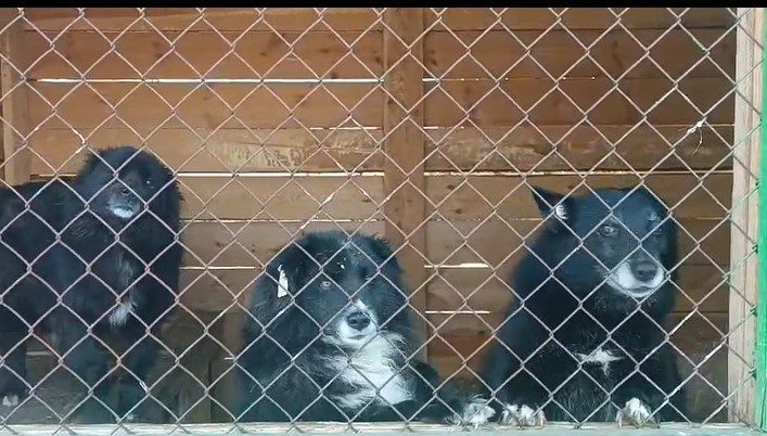 Мишка, Малыш и Душечка