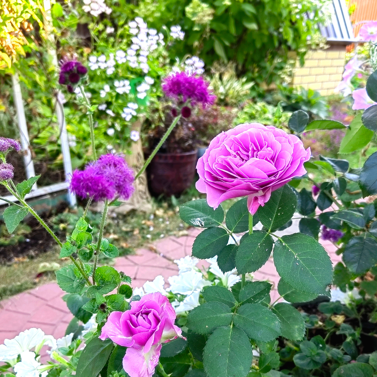 Lavender Ice. Фото автора