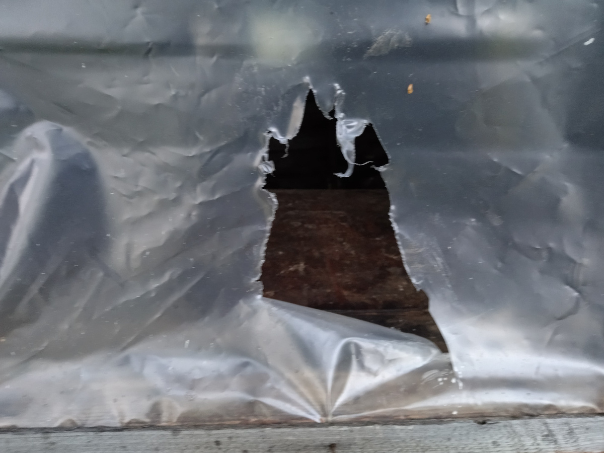 Медведь заглянул в окно зимовья.